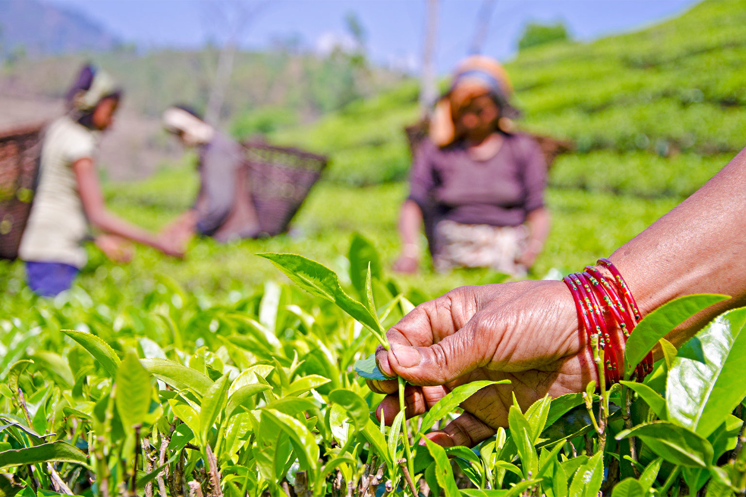 Discover the Impact of Smallholder Sourced Tea