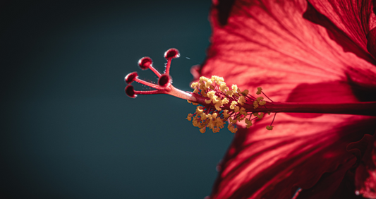 The Power of Hibiscus Tea
