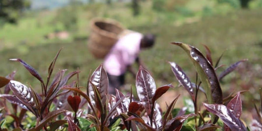 What is purple and turns pink with Lemon? - tearebellion