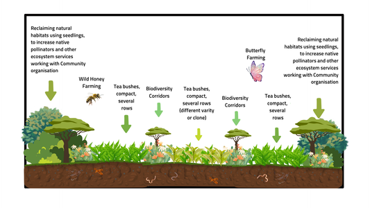 Biodiversity and the Tea Farm of the Future by Annabel Kalmar and Dave Agueri