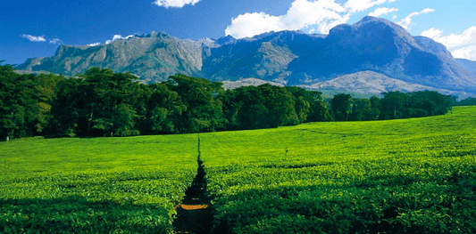 Join an African Tea Tasting event online - tearebellion