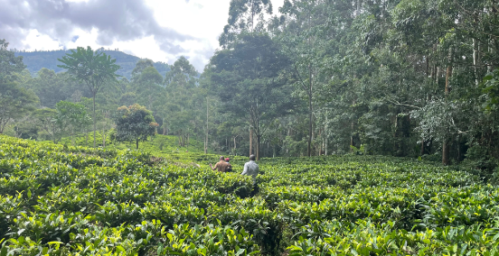 Discover the Environmental Impact of Tea and How Tea Rebellion is Making a Difference