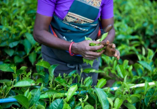 Ethical Sourcing Spotlight: How Tea Rebellion Brews Change from Farm to Cup