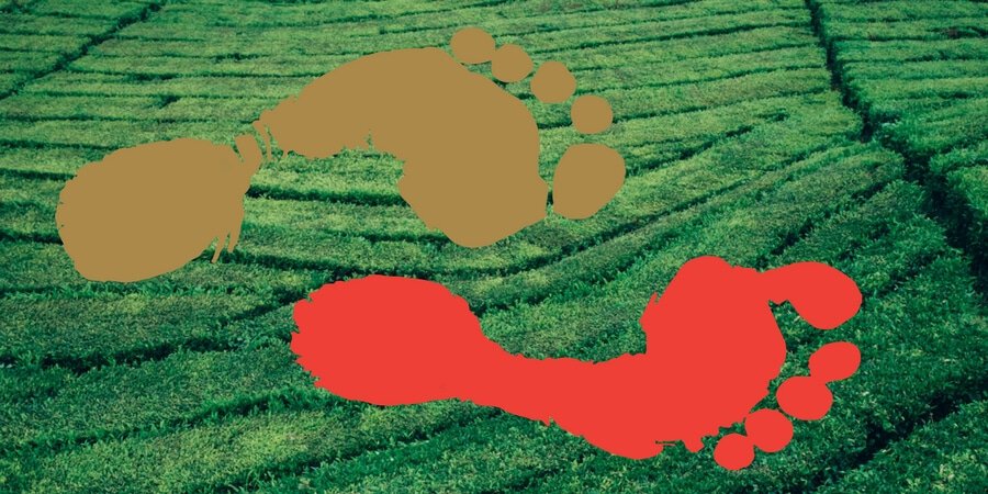 Tea Rebellion_Tea Footprint