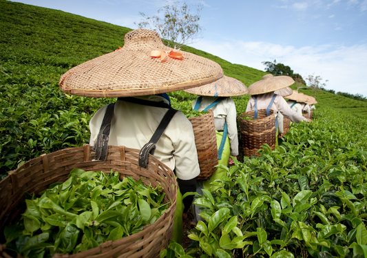 How Cooperative Sourced Tea Supports Tea Communities