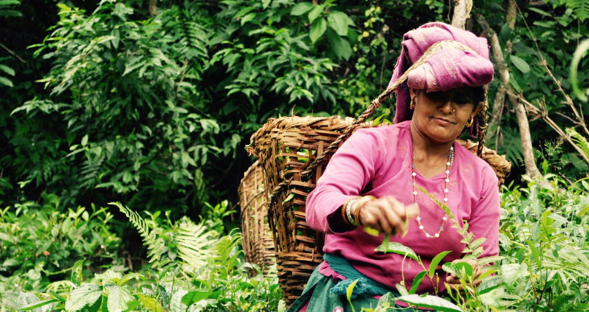 Uncover the Fascinating World of Tea Production and its Secrets