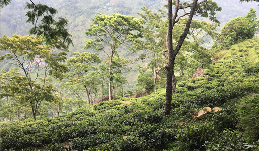 Earth Day Special - Tea Rebellion's Regenerative Tea Standards