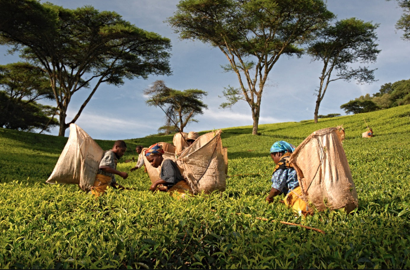 Discover the Rich Tea Culture of Malawi