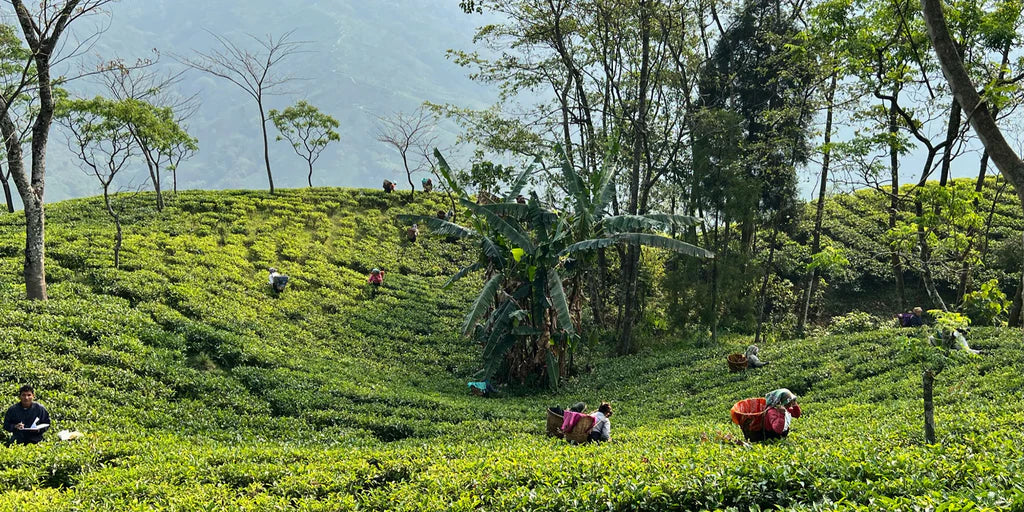 Discover the Art of Direct Trade Tea