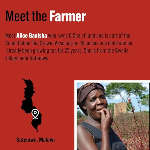 Tea Rebellion Variety Box UK