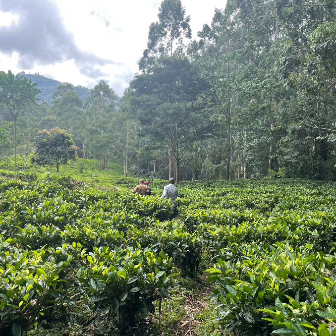 Sakare Specialty Tea Cooperative with workers amidst lush greenery and forets